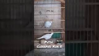 Download lagu Tekukur putih kuk 5 gacor #anggungan #derkuku #tekukur #burung #tekukurgacor mp3