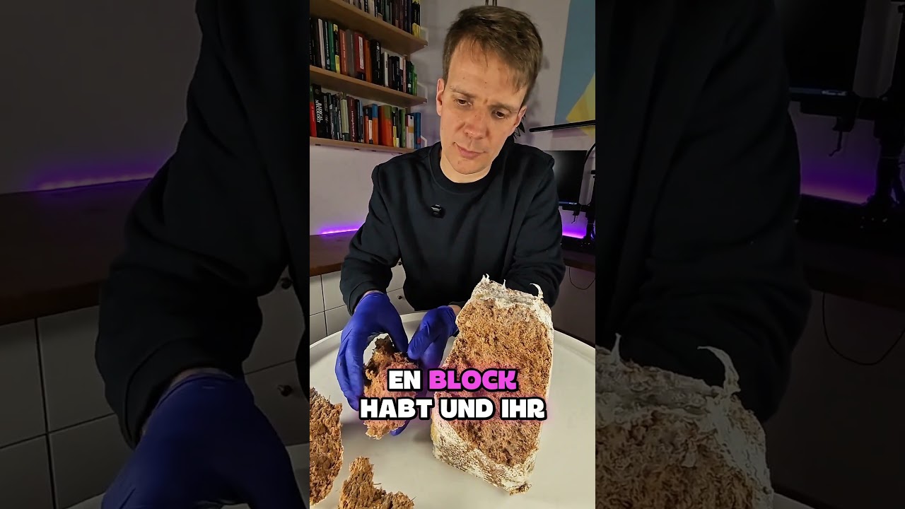 Was macht das Myzel da eigentlich?