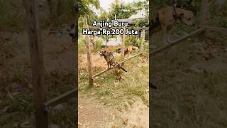 Download lagu Anjing Pemburu Rp.200 Juta mp3 Download lagu Anjing Pemburu Rp.200 Juta mp3