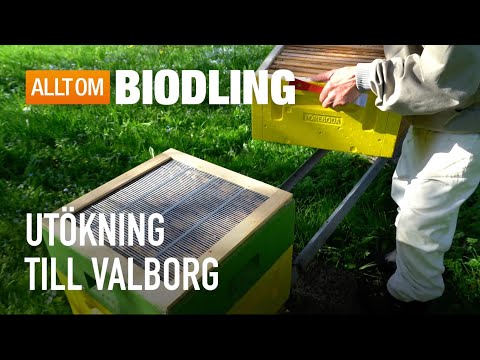 Utökning till Valborg | Biodling