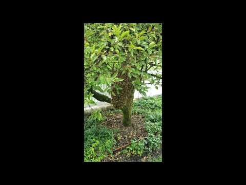 Honey Bees in Eatontown, NJ