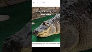 Government confiscates pet alligator