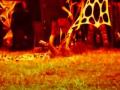 Psychedelic Circus 2007 GOA FESTIVAL Avi