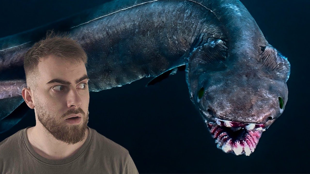 Les Créatures Les Plus FOLLES Des Abysses