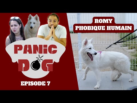 Dog with a phobia of humans - PANIC DOG Ep7