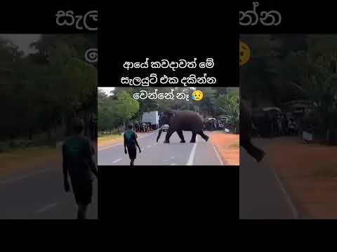 ඇත් රජුනි ඔබට නිවන් සුව 🙏🥺 #කාවන්තිස්ස #kawanthissa #nature #elephants #rip