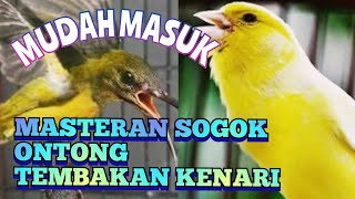 Download lagu Masteran sogok ontong isian kenari mp3 Download lagu Masteran sogok ontong isian kenari mp3