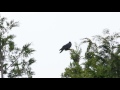 Japanese Jungle Crow - Corvus macrorhynchos