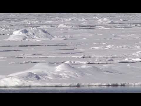 Polar Bear launches surprise attack on seal