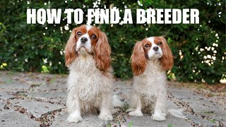 HOW TO FIND A CAVALIER KING CHARLES BREEDER