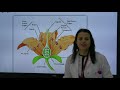 12. Sınıf  Biyoloji Dersi  Bitkilerde Üreme konu anlatım videosunu izle