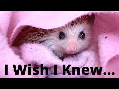 5 Things I WISH I Knew Before Getting A Hedgehog!