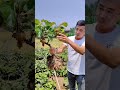 Planting A Kiwi Tree For Generations Satisfying Short