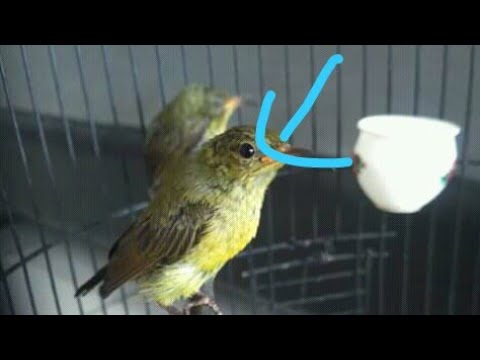 Ijoan Novyj Trend Smotret Onlajn Na Sajte Trendovi Ru