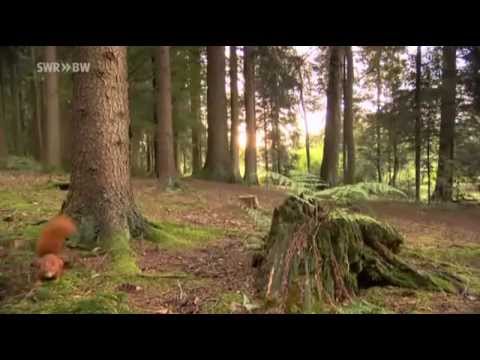 Wildes Deutschland - Der Schwarzwald © ARD/NDR