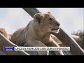 Lincoln Park Zoo Lion Cub Euthanized