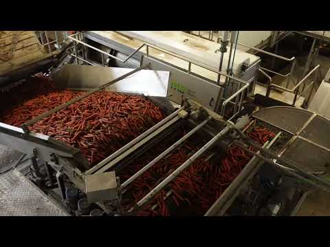 Karotten Wasch und Sortieranlage