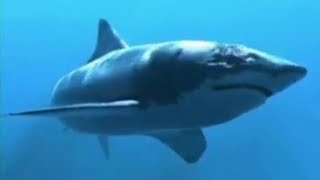 Download lagu Shark Attack in the Mediterranean [2004] - Giant Shark Screen Time mp3