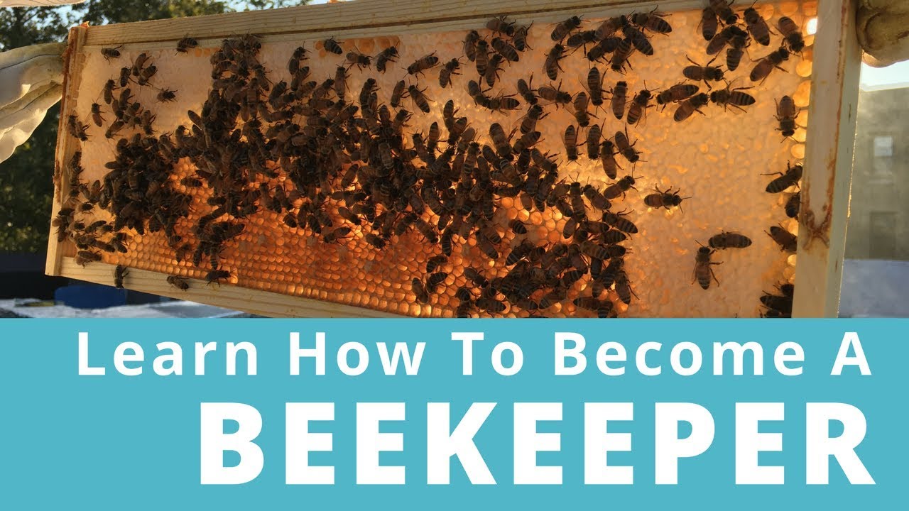Class: Intro To Beekeeping