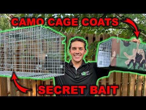 How I Bait and Trap Nuisance Wildlife  - Skunks, Raccoons, Opossums, etc