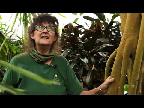 Spotlight Series: The Climatron with Deb Lalumondier