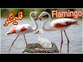 The Lifestyle Of Flamingos Flamingo Bird