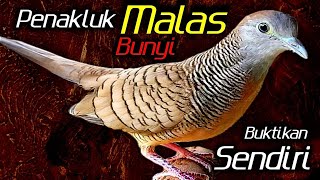 Download lagu Perkutut lokal gacor suara besar - JUARA PANCINGAN mp3 Download lagu Perkutut lokal gacor suara besar - JUARA PANCINGAN mp3