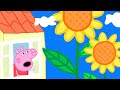 Flores Gigantes Peppa Pig Português Brasil Desenhos Animados