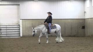 Copy of THE CHARMSTER- 2011 AQHA GRAY ALL AROUND SHOW GELDING