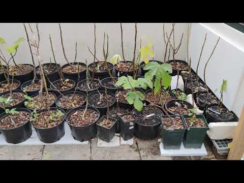 Feigen geschützt überwintern im frostig kalten Kontinental Klima von Österreich Schweiz Deutschland