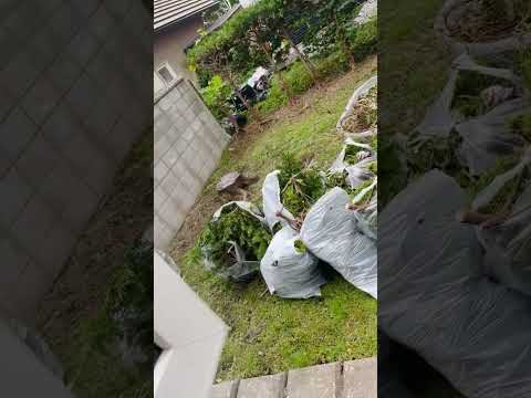 乾燥した石の多い土壌に適した植物: トップ 6 を見つけて庭を強化しましょう!  庭園