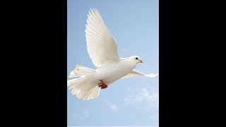 Andrew Neff Funeral Service