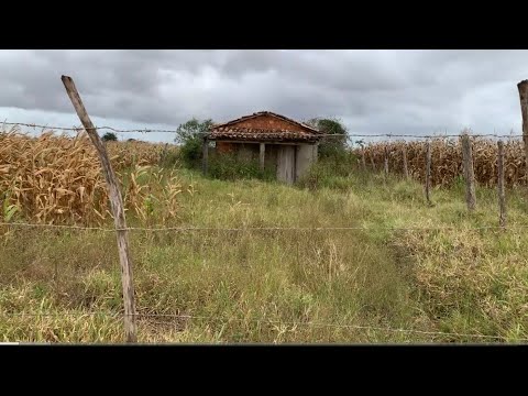 A COLHEITA DO MILHO VAI COMEÇAR EM Adustina, Sertão baiano.