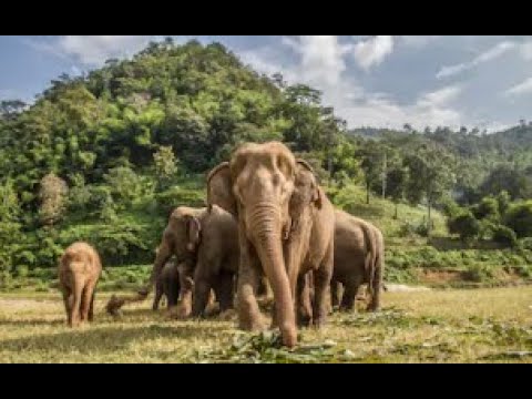 THIS MAN PLAYS CLASSICAL MUSIC TO HIS HURT ELEPHANTS