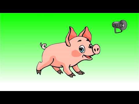 Pig squealing sound effect