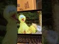 Sesame Street 25th Birthday A Musical Celebration