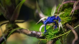 Poison Arrow Frogs at S.E.A. Aquarium | Resorts World Sentosa