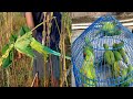 Glue Traping Birds Catching Parrot Bird Traping Tota Pakdne Ka Ashan Tarika