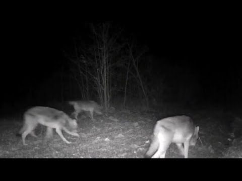 Tri Vuka Dolaze svaku noć u blizini tora od Ovaca.2022.Tuzlanski Kanton.