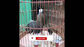 Download lagu Poksay hongkong mp3 Download lagu Poksay hongkong mp3