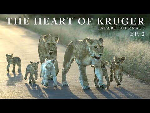The Heart of Kruger National Park | Maroela & Satara (4K)