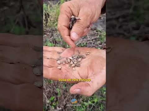 "É feia a situação do Rio Grande do Sul", desabafa produtor que perdeu 100% da plantação de soja