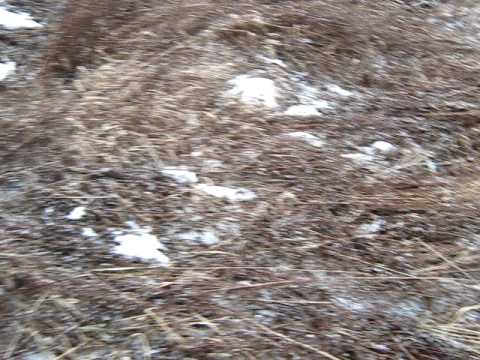 Arna - rad u polju - zima 2009-2010.avi