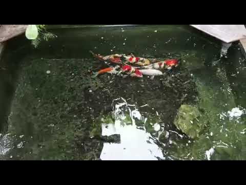 belanja ikan di 1002 koi center 500ribu dpt 5ekor size jumbo... lokasi probolinggo 082221040696