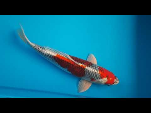 G4056 06 KUJAKU 44 CM MALE FARM OGATA