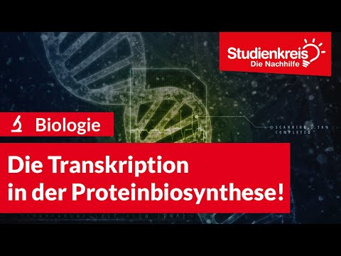 Die Transkription in der Proteinbiosynthese! | Biologie verstehen mit dem Studienkreis
