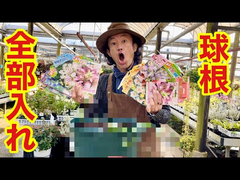 園芸 色鮮やかな秋を彩る3本の木