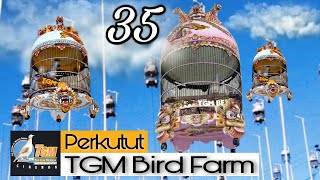 Download lagu NEW❗KOLEKSI 35 PERKUTUT RING TGM BIRD FARM CIREBON mp3 Download lagu NEW❗KOLEKSI 35 PERKUTUT RING TGM BIRD FARM CIREBON mp3