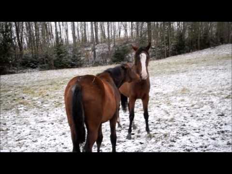 161104 Nirma and yearling