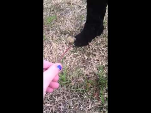 Setting dandelions on fire!